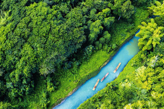 Bamboo rafting on Martha Brae River