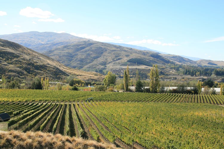 Gourmet wine tour in Central Otago region
