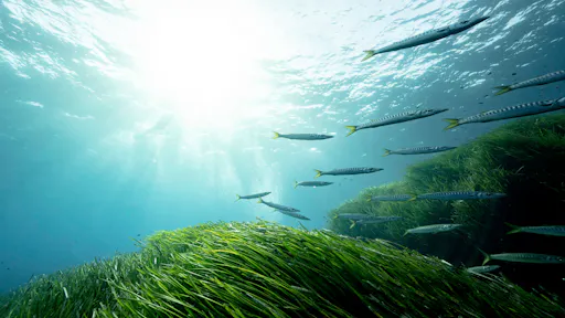 Binibeca Single Dive & Equipment for Qualified Divers