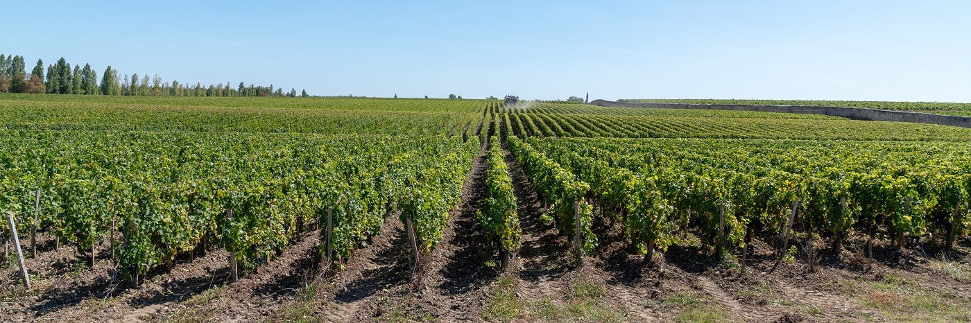 Tour de cata de vinos "vertical" en Vignobles Chatonnet