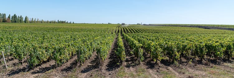 Tour de cata de vinos “vertical” en Vignobles Chatonnet