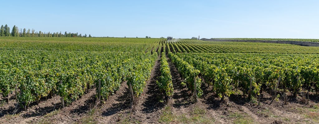 „Pionowa” degustacja wina w Vignobles Chatonnet