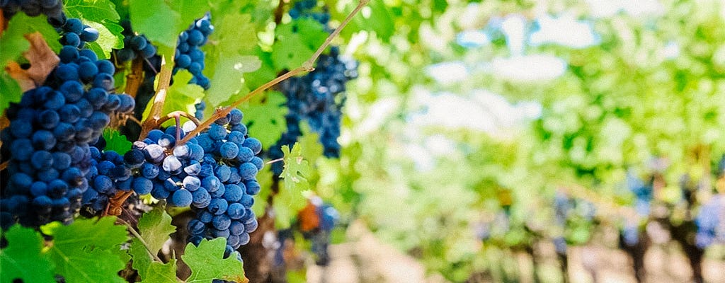 Excursão privada com degustação de vinhos na Capadócia