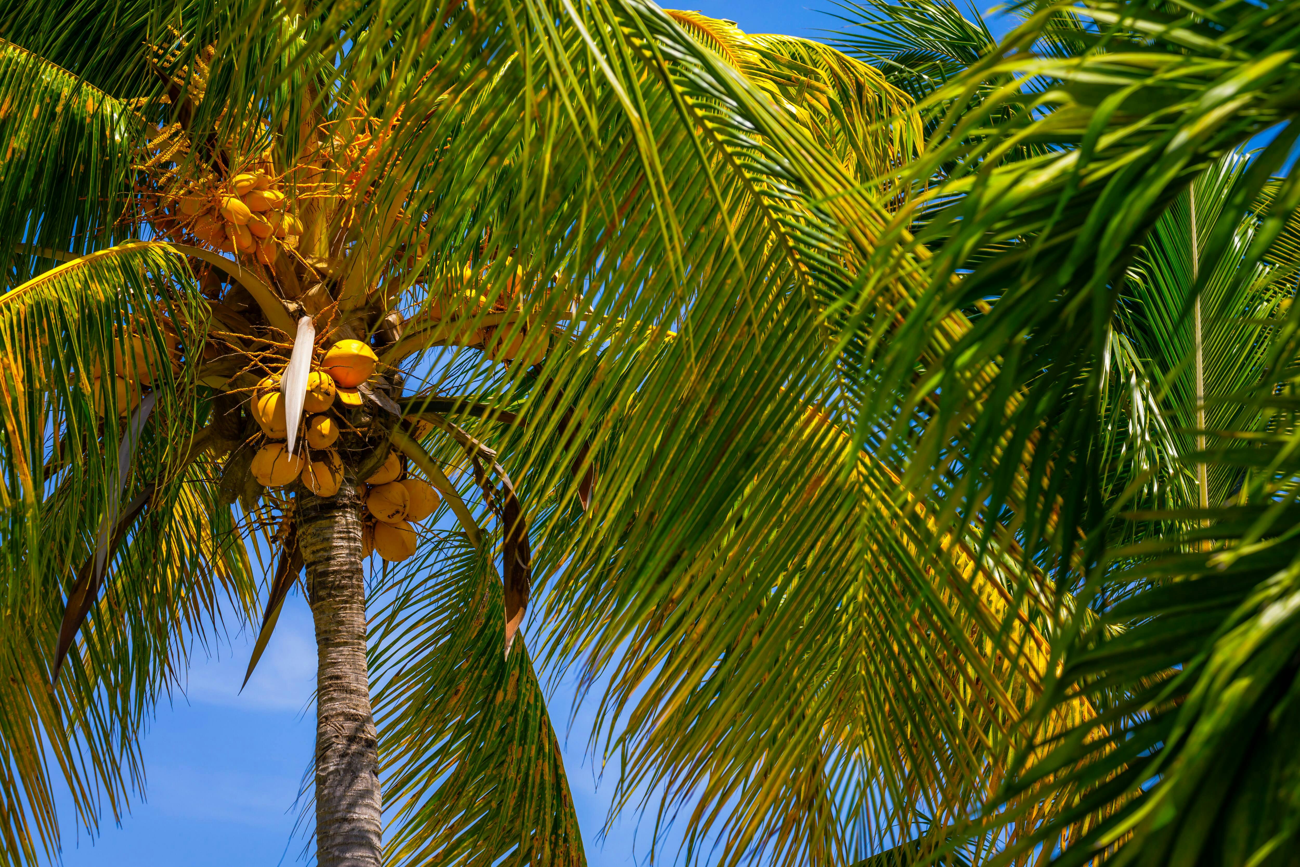 Saona Blue Lagoon Sailboat Tour with VIP Beach Club