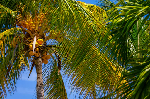 Saona Blue Lagoon Sailboat Tour with VIP Beach Club
