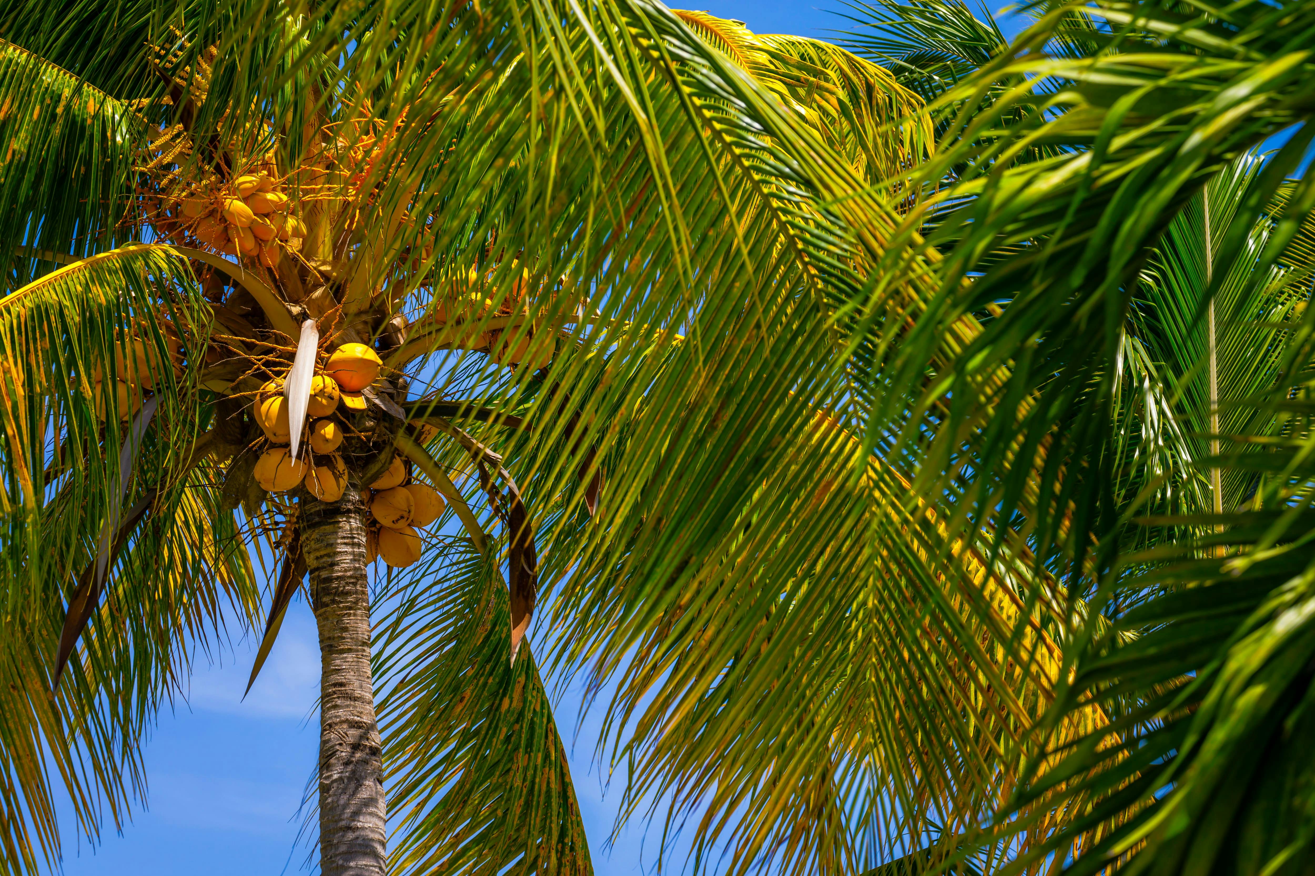 Saona Blue Lagoon Sailboat Tour with VIP Beach Club