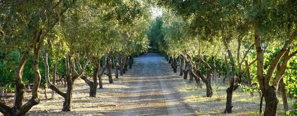 Private Weinprobe und Abendessen in einem Weingut aus Rom