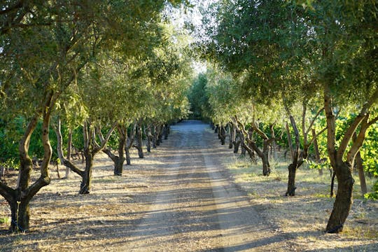 Private wine tasting and dinner in a winery from Rome