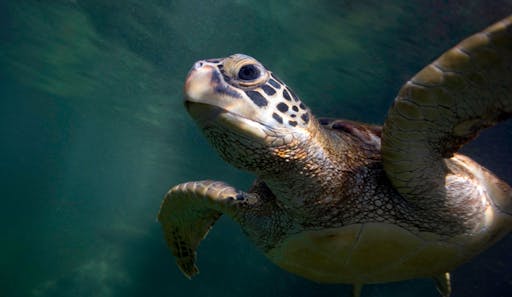 Dalyan & Turtle Beach Tour