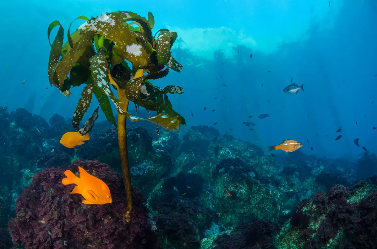 Catalina Island Captain Kidd Experience