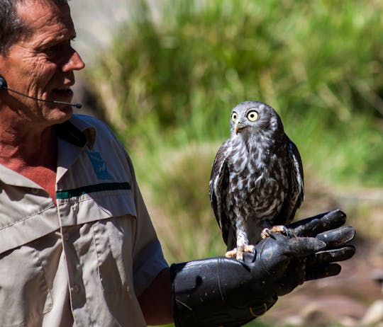 Bustour durch das Healesville Sanctuary und den Phillip Island Wildlife Park