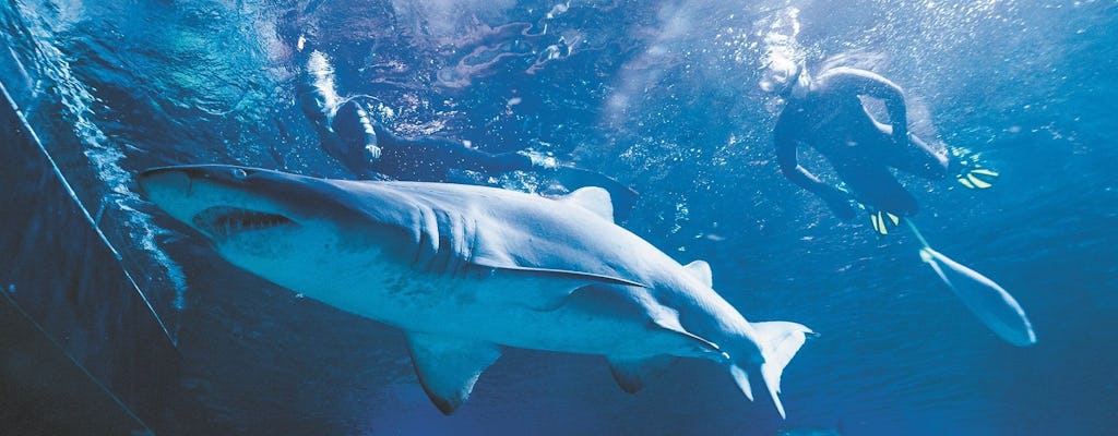 Mergulho com snorkel com tubarões em experiência guiada em Perth