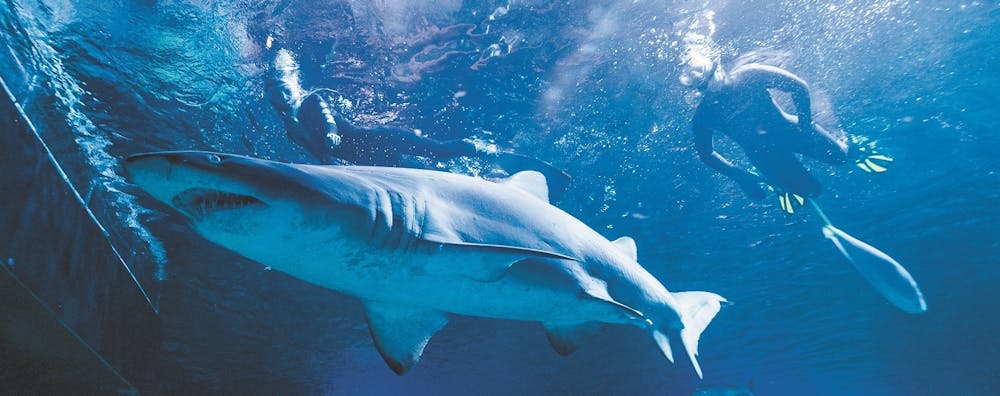 Snorkel with sharks guided experience in Perth
