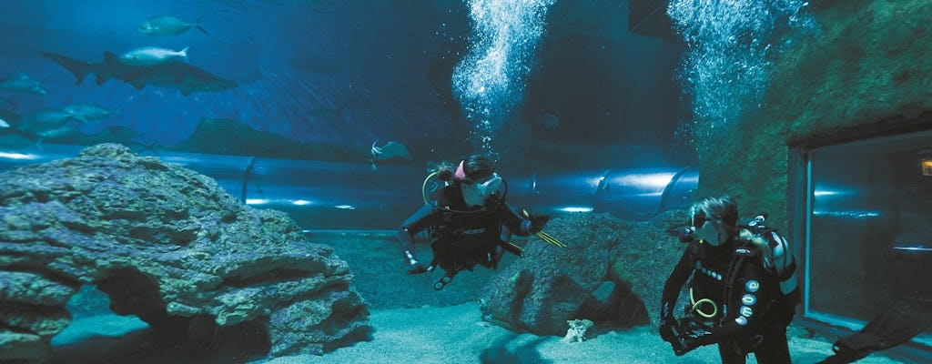 Expérience guidée de plongée avec des requins à Perth