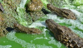 Agadir Crocoparc Tour