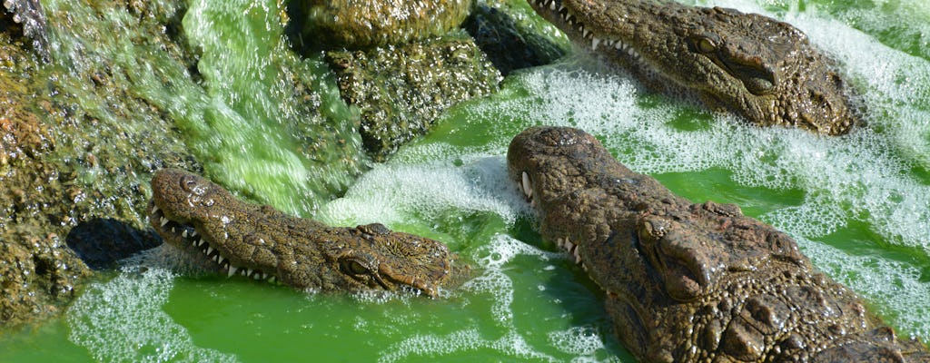 Agadir Crocoparc Tour