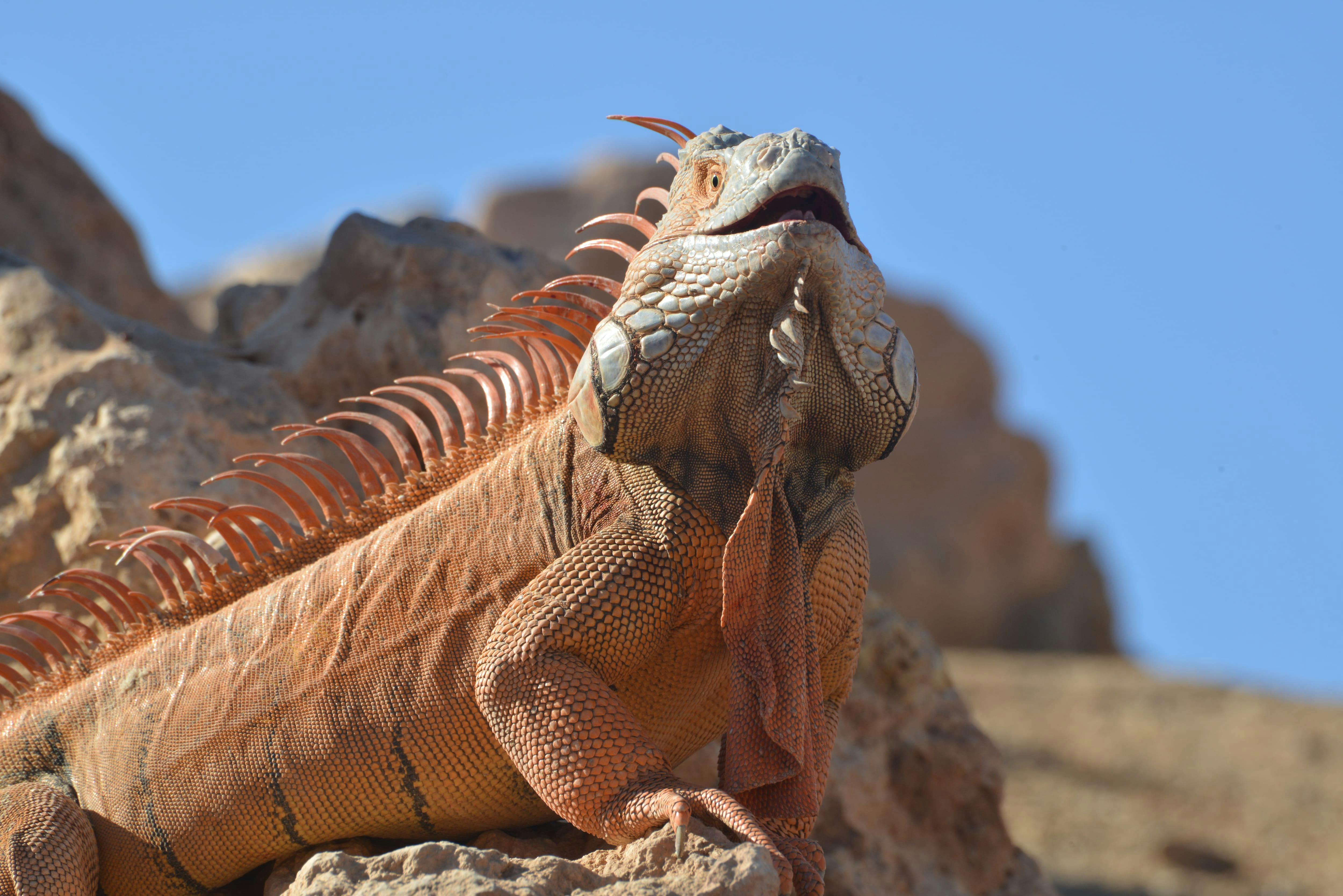 Agadir Crocoparc Tour