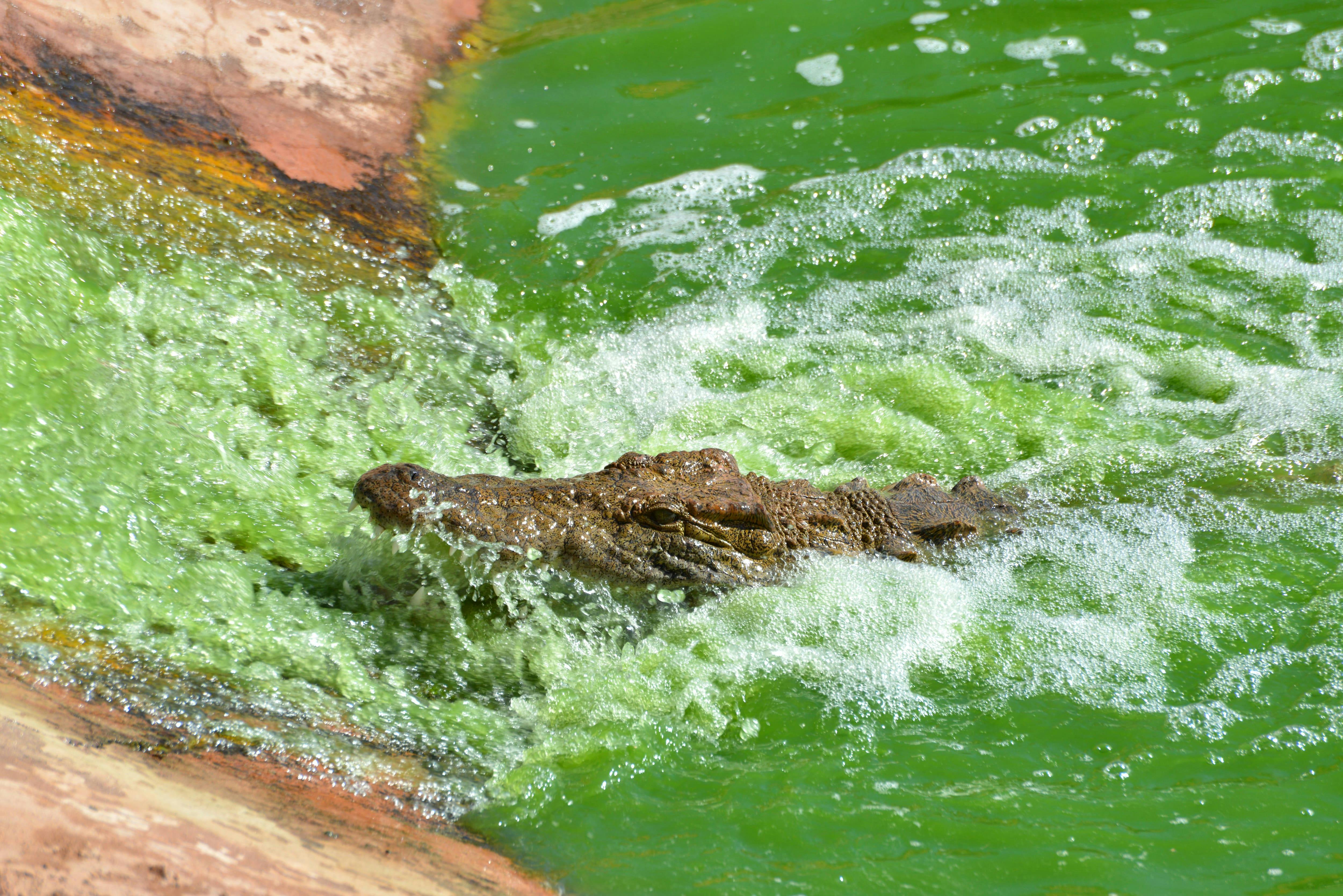 Agadir Crocoparc Tour