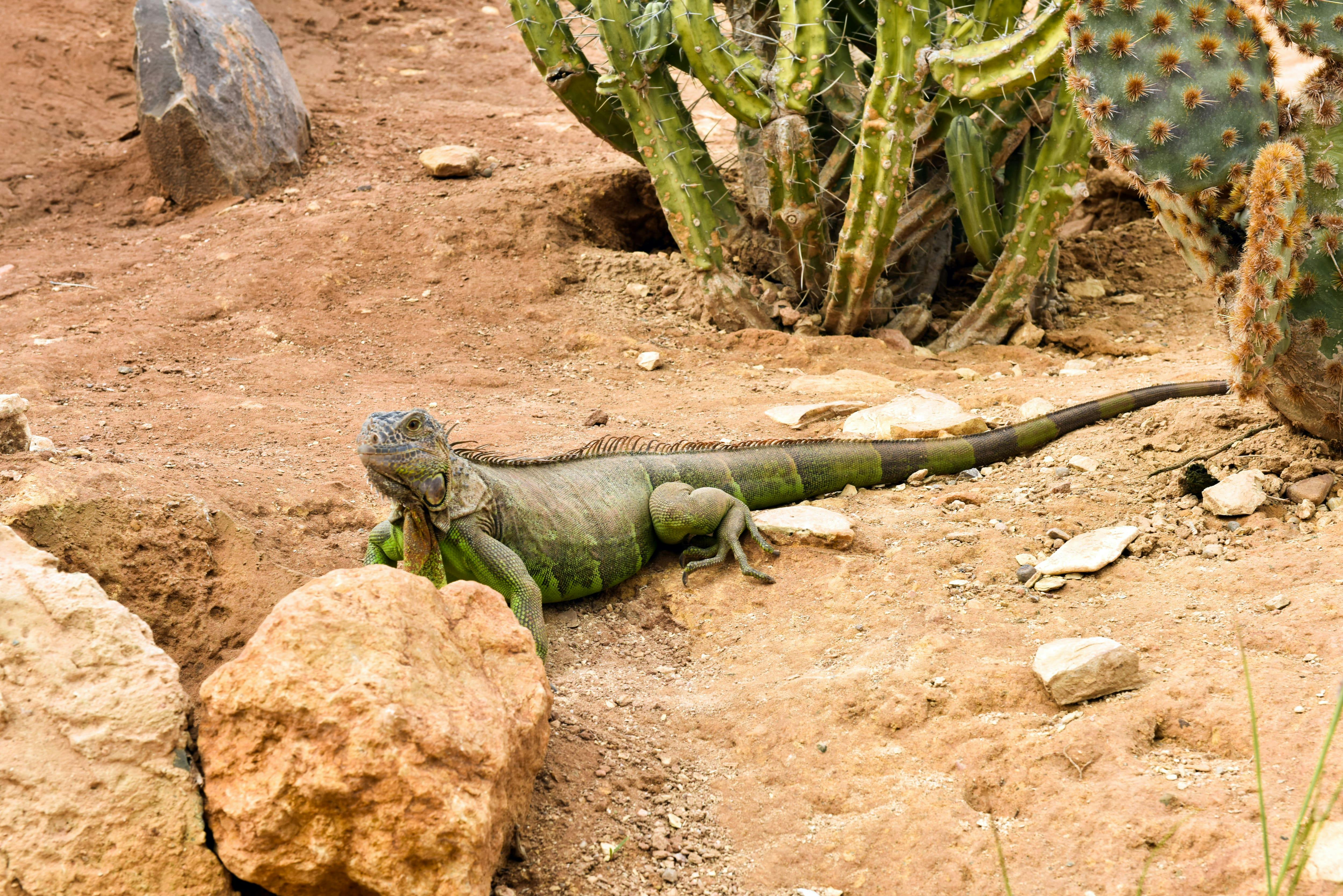 Agadir Crocoparc Tour