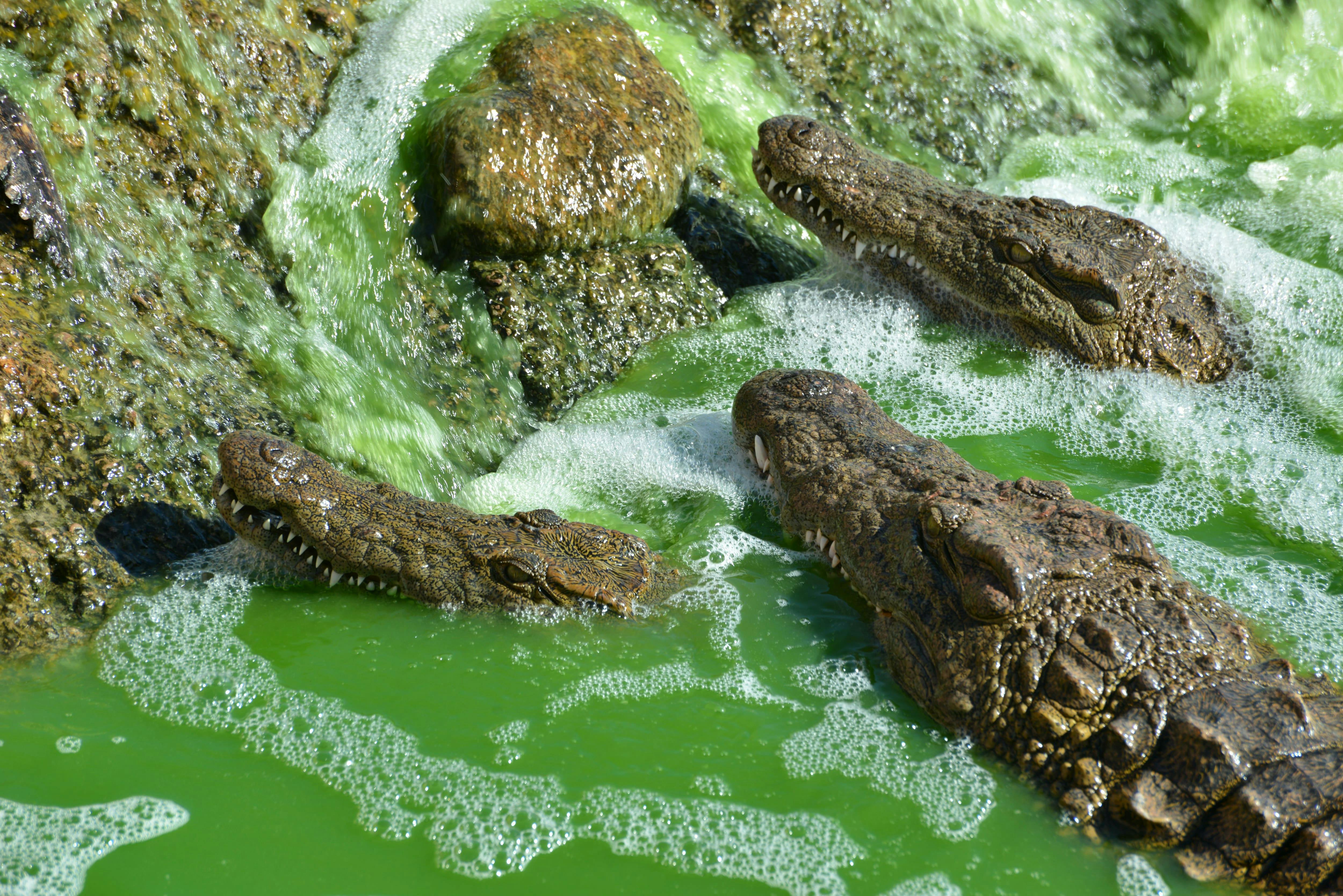 Visite du Crocoparc d'Agadir