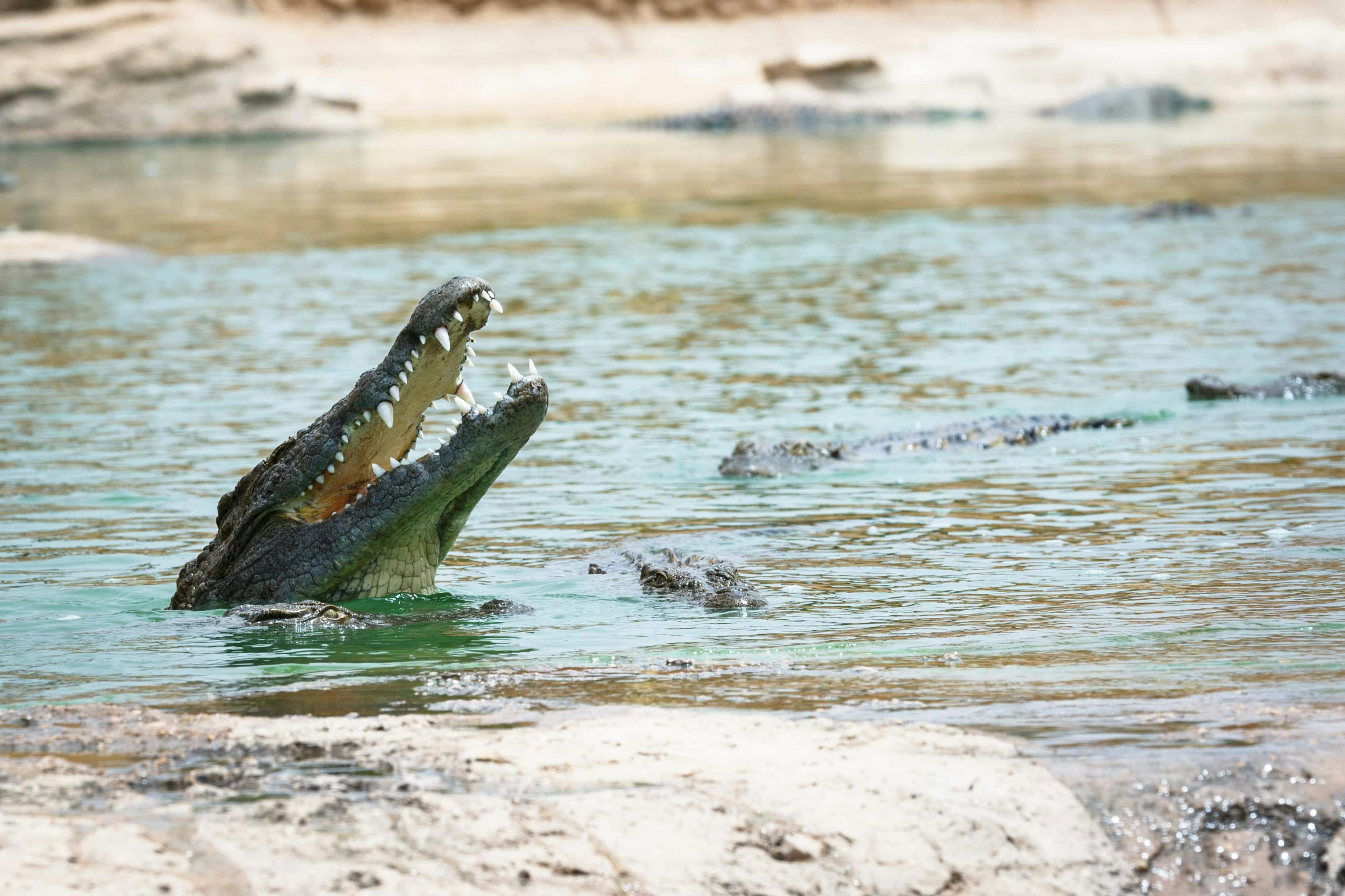 Agadir Crocoparc Tour