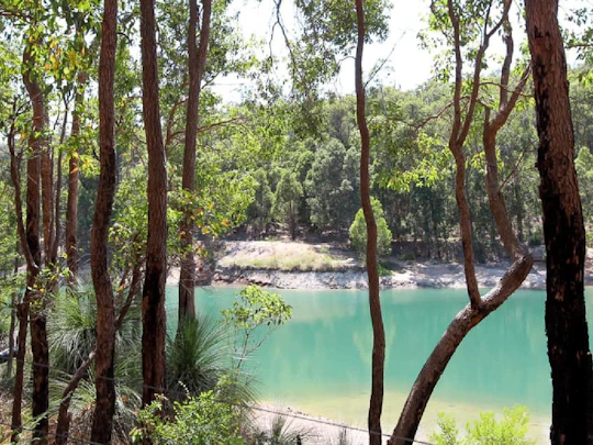 Guided hike in Araluen botanic park