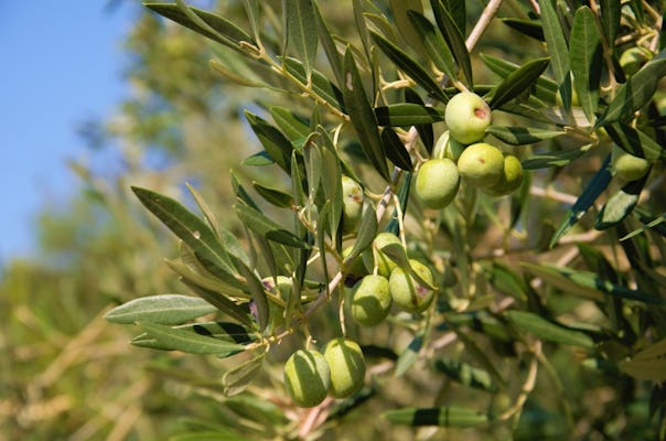 Visite de l'huile d'olive à Cres