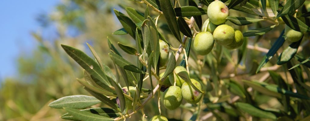 Olive oil tour in Cres