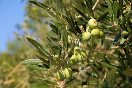 Olive oil tour in Cres