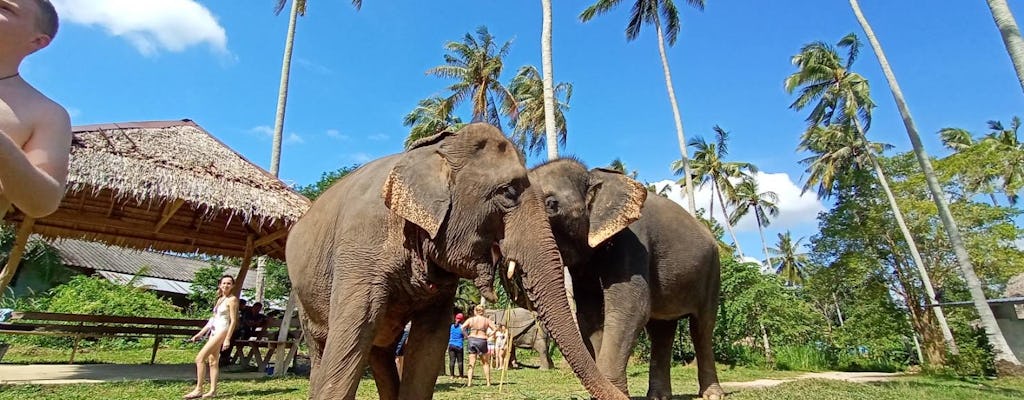 Half-day guided tour with retired elephants Krabi