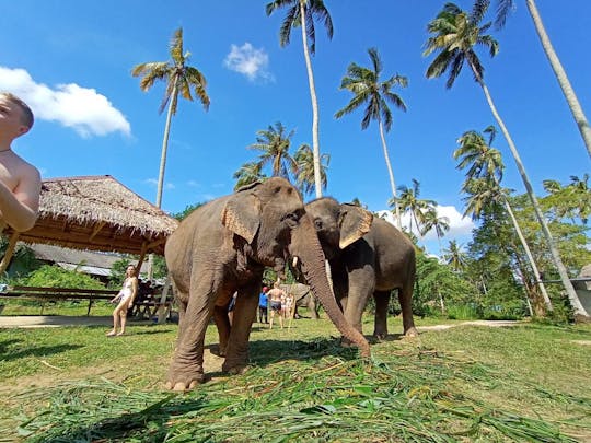 Tour guiado de meio dia com elefantes aposentados de Krabi