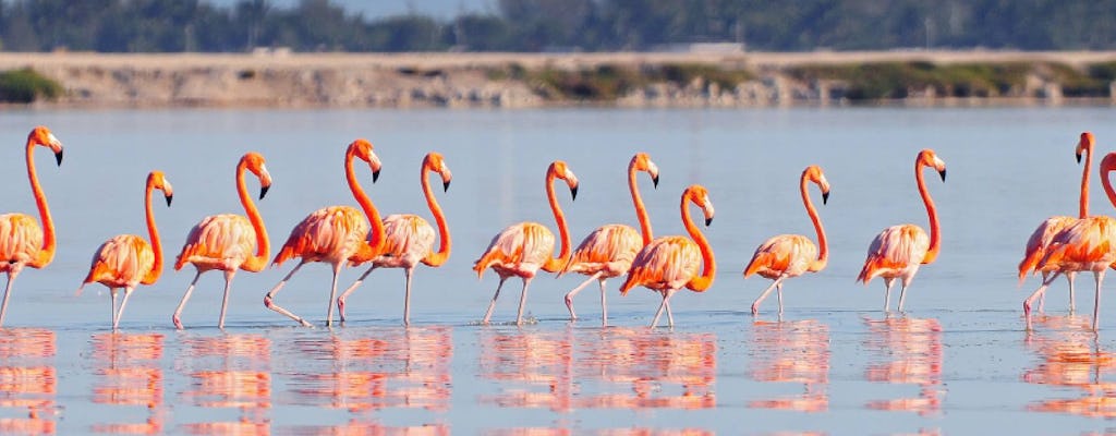 Río Lagartos Biosphere Reserve en Las Coloradas Pink Lakes-dagtour