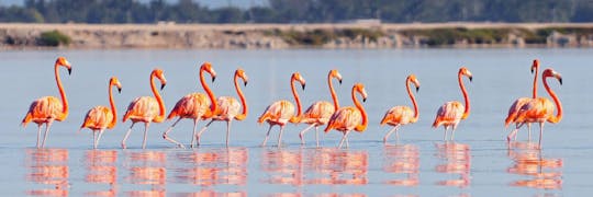 Reserva da Biosfera de Río Lagartos e excursão de dia inteiro Las Coloradas Pink Lakes