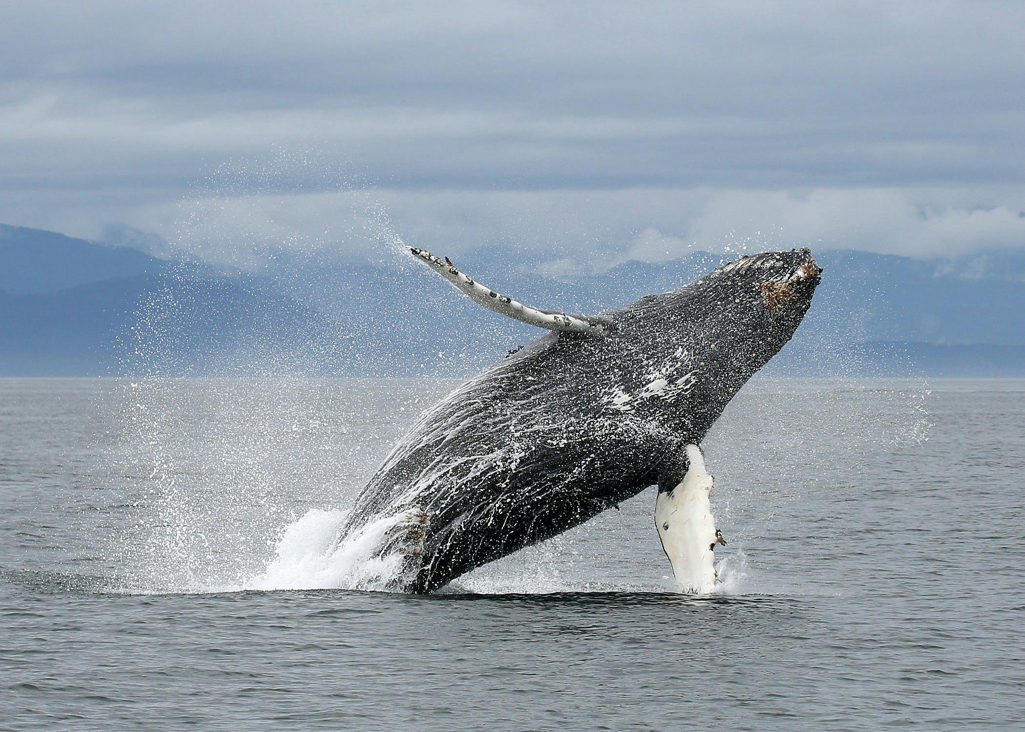 Excursão de luxo de um dia para observação de baleias