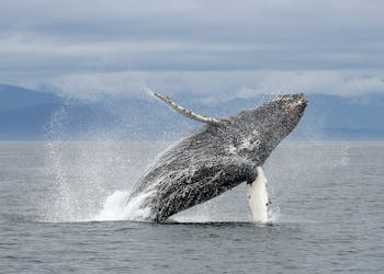 Excursion d’une journée d’observation des baleines de luxe