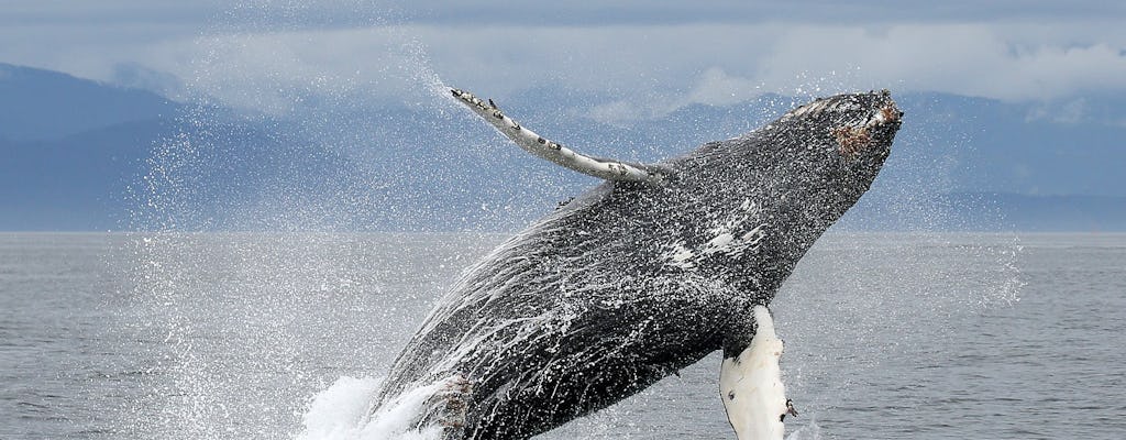 Excursion d'une journée d'observation des baleines de luxe