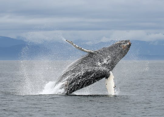 Luxury whale watching day tour