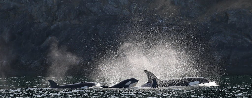 Tour de lujo para avistar ballenas al atardecer