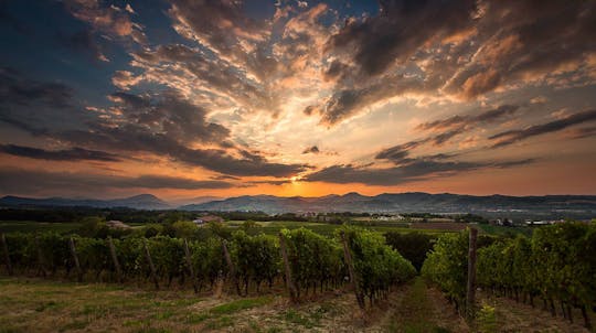 Lambrusco Experience at Monte delle Vigne