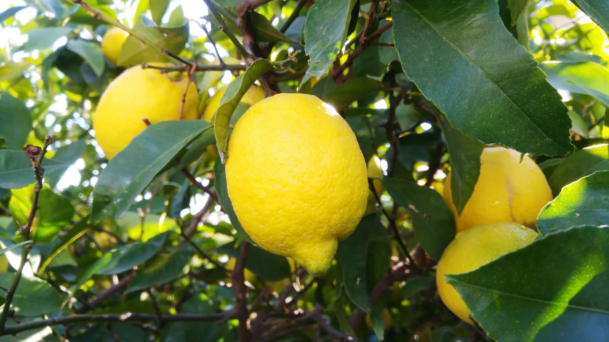 Limestone Heritage Park Ticket