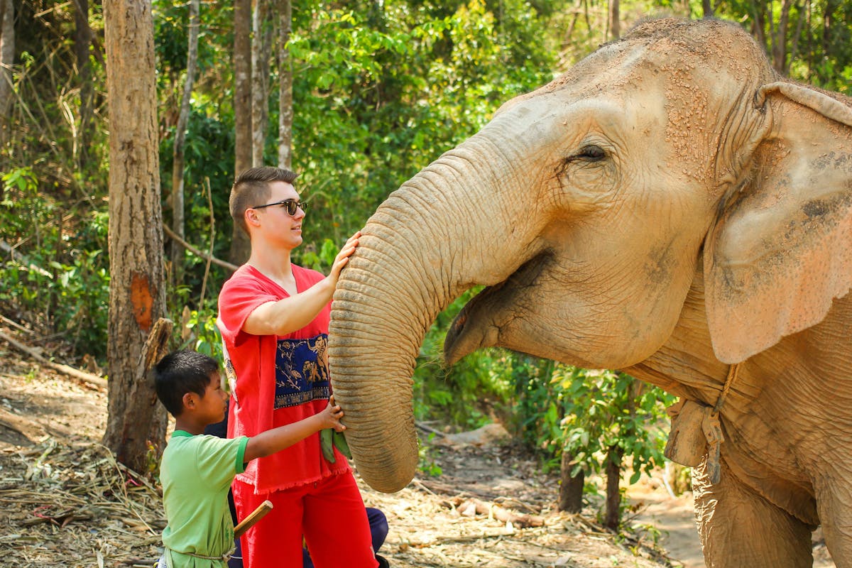 Elephant Experience & Jungle Nature Walk