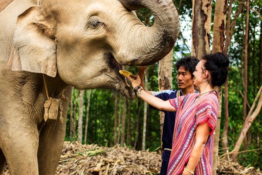 Elephant Experience & Jungle Nature Walk