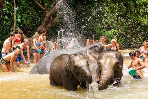 Elephant Experience & Jungle Nature Walk
