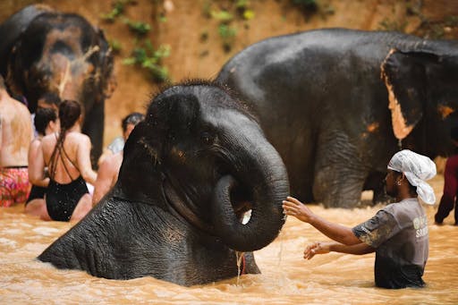 Elephant Experience & Jungle Nature Walk