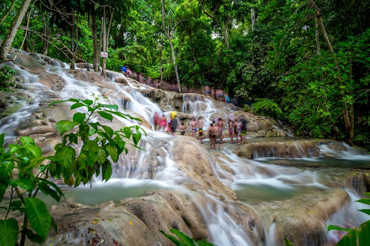 Dolphin Swim Experiences & Dunn's River Fall Tour | Biuro podróży TUI