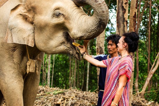 Elephant Jungle Sanctuary Chiang Mai Halbtagestour