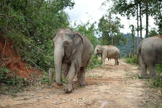 Półdniowa wycieczka do Sanktuarium Słoni w Chang Chill
