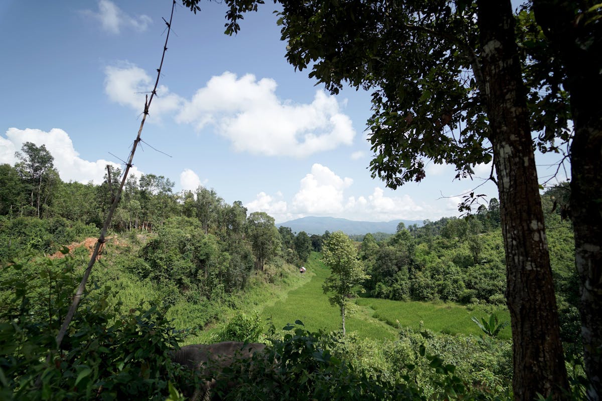 Half-Day Chang Chill Elephant Sanctuary Tour