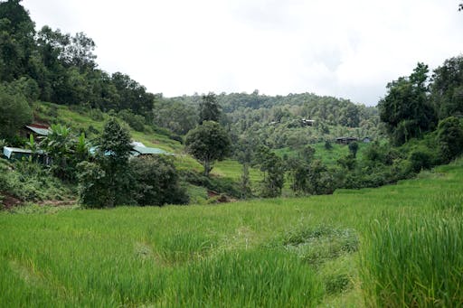 Half-Day Chang Chill Elephant Sanctuary Tour