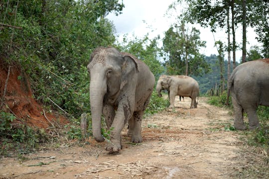 Demi-journée de visite du sanctuaire des éléphants de Chang Chill